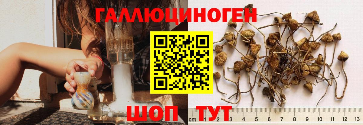 Галлюциногенные грибы Psilocybe Обь